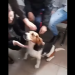 VIDEO HALUCINANT: Un portar dintr-un liceu lăpușean a chinut un câine, intrând cu securea printre elevi