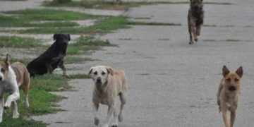 În Baia Sprie începe acțiunea de ridicare și identificare a câinilor