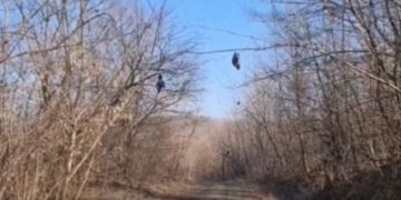 Descoperire macabră într-o pădure. Mai multe păsări au fost găsite spânzurate de crengile copacilor