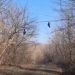 Descoperire macabră într-o pădure. Mai multe păsări au fost găsite spânzurate de crengile copacilor