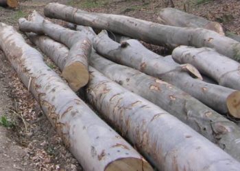 Hoţii de lemne, în vizorul poliţiştilor. Peste 330 mc material lemnos confiscat de pe raza judeţului Maramureş