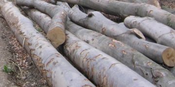 Hoţii de lemne, în vizorul poliţiştilor. Peste 330 mc material lemnos confiscat de pe raza judeţului Maramureş