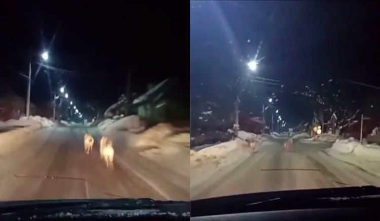 Haită de lupi, filmată de un șofer pe ulițele din Groşii Ţibleşului – foto, video