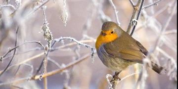 Prognoza meteo. Cum va fi vremea în următoarele patru săptămâni