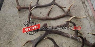 PERCHEZIŢIE DOMICILIARĂ ÎN IADĂRA: arme de foc, trofee de vânat și multă carne
