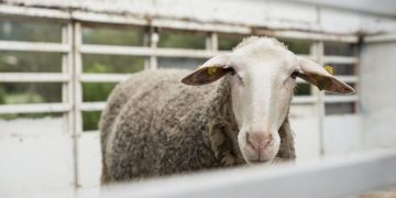 Transportul animalelor vii, în atenţia poliţiştilor din Săliștea de Sus și Săcel