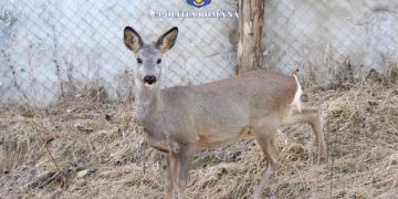 Percheziții domiciliare la locuințele unor persoane bănuite de braconaj și nerespectarea regimului armelor și al munițiilor – galerie foto + video