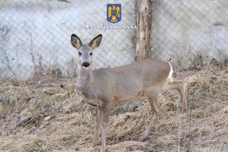 Percheziții domiciliare la locuințele unor persoane bănuite de braconaj și nerespectarea regimului armelor și al munițiilor – galerie foto + video