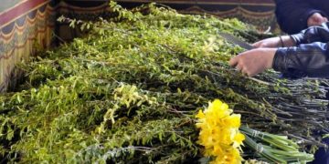 Avertisment ANPC pentru Sărbătoarea Bunei Vestiri și a Floriilor