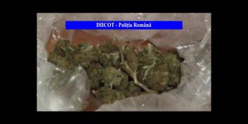 Principalul dealer de canabis din Baia Mare a fost săltat de ofițerii antidrog. Două pistoale, 10 kg de canabis, zeci de mii de lei și autoturisme confiscate
