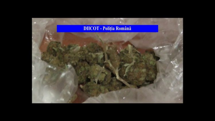 Principalul dealer de canabis din Baia Mare a fost săltat de ofițerii antidrog. Două pistoale, 10 kg de canabis, zeci de mii de lei și autoturisme confiscate