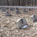Mormintele soldaţilor ruşi dintr-un cimitir, marcate cu litera Z, simbolul invaziei ruse în Ucraina