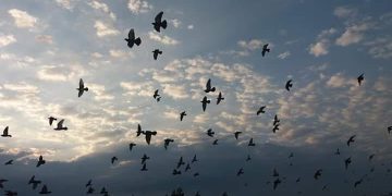 Propaganda rusă are o nouă invenţie: păsări migratoare antrenate în Ucraina, pentru a trimite „arme biologice” în Rusia