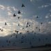 Propaganda rusă are o nouă invenţie: păsări migratoare antrenate în Ucraina, pentru a trimite „arme biologice” în Rusia