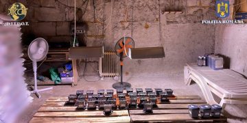 Percheziţii la traficanţi de droguri. Doi bărbaţi au fost arestaţi, 10 kg de canabis, două pistoale, peste 26 mii de lei și autoturisme confiscate