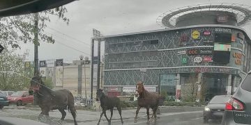 Baia Mare, un altfel de vest sălbatic. ”Parcă suntem inconștienți!”