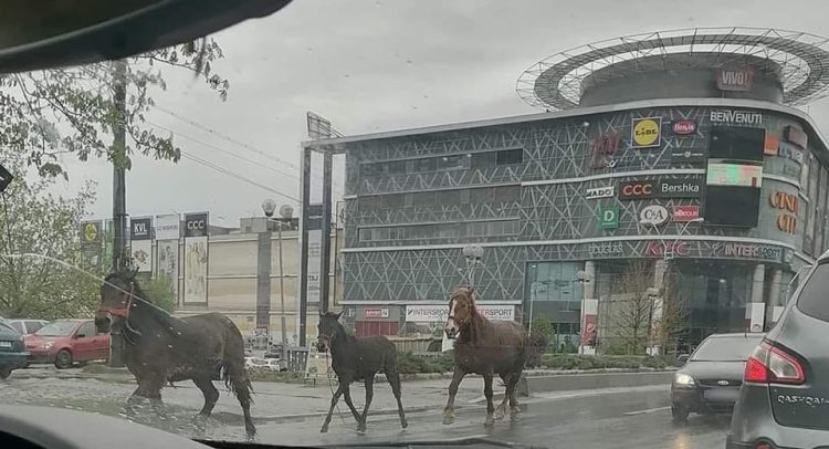 Baia Mare, un altfel de vest sălbatic. ”Parcă suntem inconștienți!”