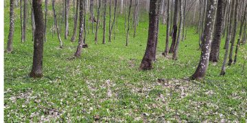 Paradisul verde al Țării Lăpușului