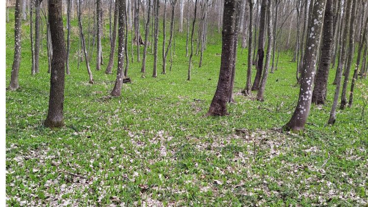 Paradisul verde al Țării Lăpușului