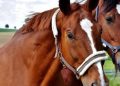 Ziua Fermierului, sărbătorită la Borşa, vineri, 29 aprilie