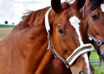Ziua Fermierului, sărbătorită la Borşa, vineri, 29 aprilie