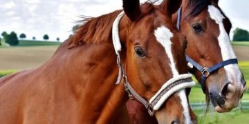 Ziua Fermierului, sărbătorită la Borşa, vineri, 29 aprilie