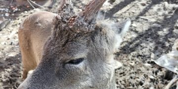 Un căprior deținut ilegal în captivitate în curtea unei case de pe str. Colonia Topitorilor a atacat două persoane