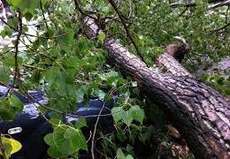 Un bărbat a fost electrocutat, după ce un copac s-a prăbușit în urma furtunii din Carei