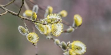 Peste 1,6 milioane de români îşi sărbătoresc onomastica astăzi
