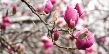 Alertă de ninsori și vreme rece, emisă de ANM