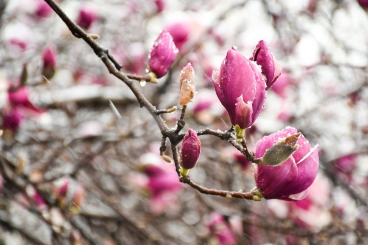 Alertă de ninsori și vreme rece, emisă de ANM
