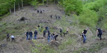 Peste 200 de băimăreni au participat la acțiunea de plantare de castani pe Valea Usturoiului. Printre ei și finaliștii de la Minaur Baia Mare
