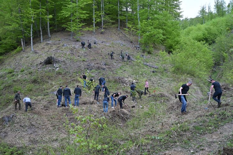 Peste 200 de băimăreni au participat la acțiunea de plantare de castani pe Valea Usturoiului. Printre ei și finaliștii de la Minaur Baia Mare
