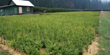 Băiuțenii plantează: Din respect pentru natură, cu intenția cea mai bună!