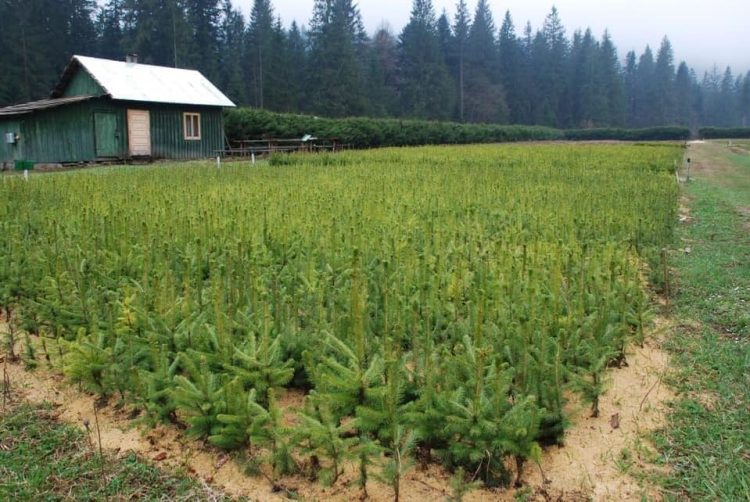 Băiuțenii plantează: Din respect pentru natură, cu intenția cea mai bună!