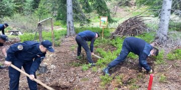 Jandarmii maramureșeni au plantat arbori în zona ,,La cruce” de pe raza orașului Cavnic