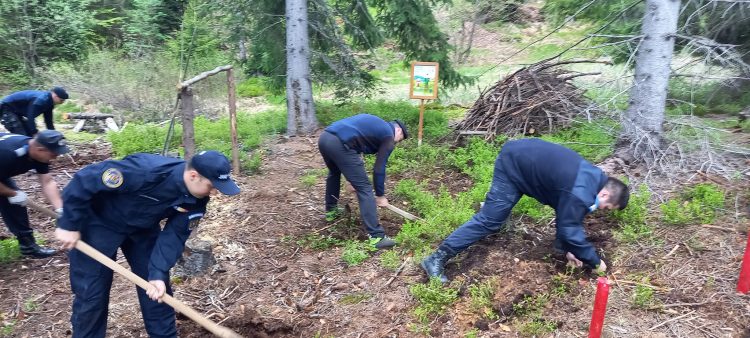 Jandarmii maramureșeni au plantat arbori în zona ,,La cruce” de pe raza orașului Cavnic