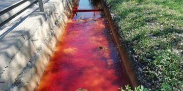 Lapte de vacă contaminat cu plumb în Poiana Botizii. Ce spune dr. ing. Ioan Bud, profesor universitar băimărean, despre această situație