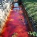 Lapte de vacă contaminat cu plumb în Poiana Botizii. Ce spune dr. ing. Ioan Bud, profesor universitar băimărean, despre această situație