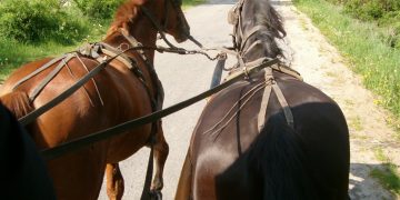 Nenorocire la un pas de Mănăstirea Ruoaia: Un lăpușean a fost călcat de cai