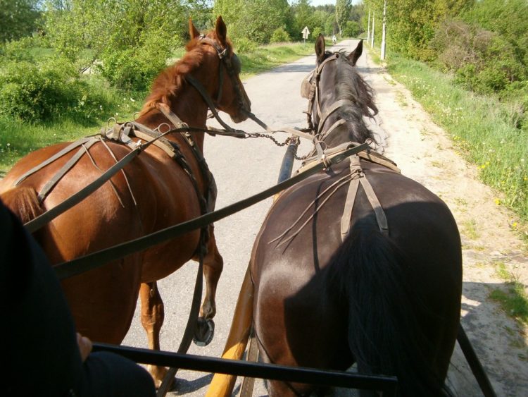 Nenorocire la un pas de Mănăstirea Ruoaia: Un lăpușean a fost călcat de cai