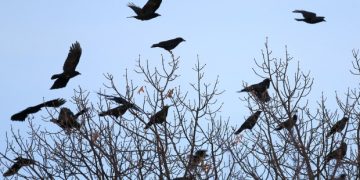 Fermierii din Recea sunt terorizați de ciori. Păsările mănâncă toate culturile