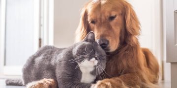 Pedepse aspre! S-a modificat legea privind protecția animalelor