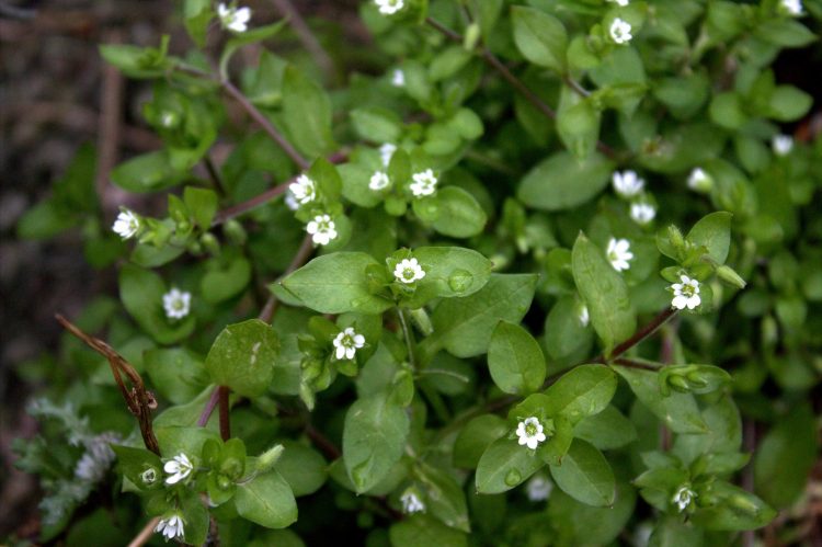 Plăcinta cu răcuină, un simbol al comunei Băiuț