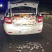 Un contrabandist s-a izbit cu maşina de un parapet, apoi a sărit în Săsar în timp ce era urmărit în trafic de poliţişti