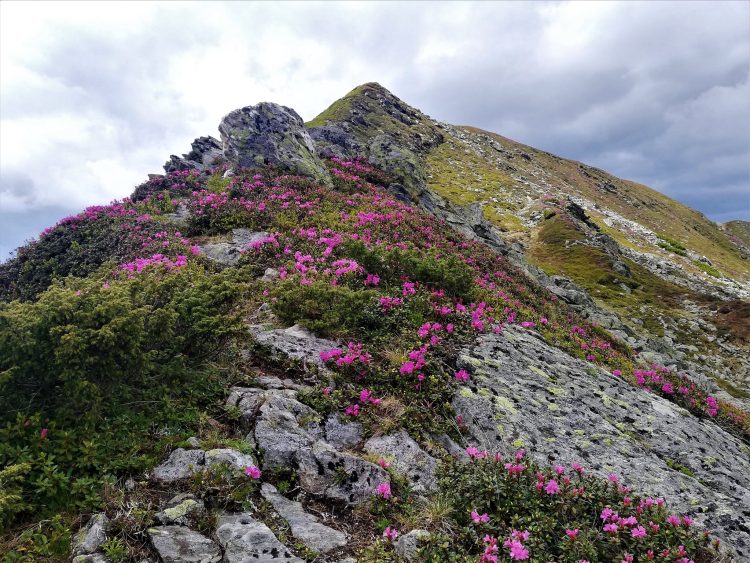 Înfloreşte Bujorul de munte în Munţii Rodnei. Imagini deosebite