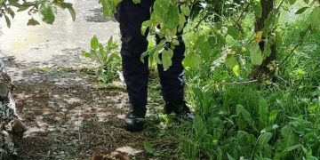 Polițiștii din Șomcuta Mare, salvatorii unui pui de căprior rătăcit