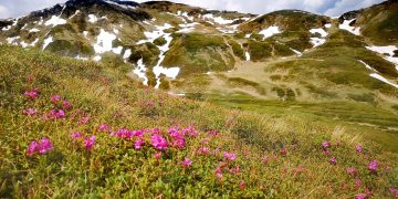 În Parcul Naţional Munții Rodnei a început să înflorească Bujorul de munte