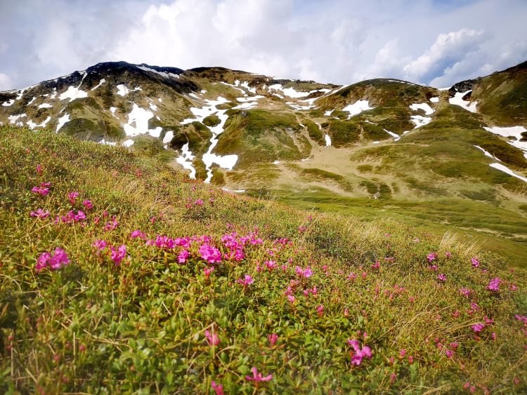 În Parcul Naţional Munții Rodnei a început să înflorească Bujorul de munte