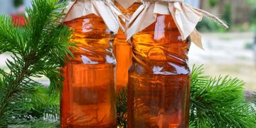 Mugurii de brad: medicamentul natural care a domnit peste istorie. Tradiție de sute de ani din Băiuț